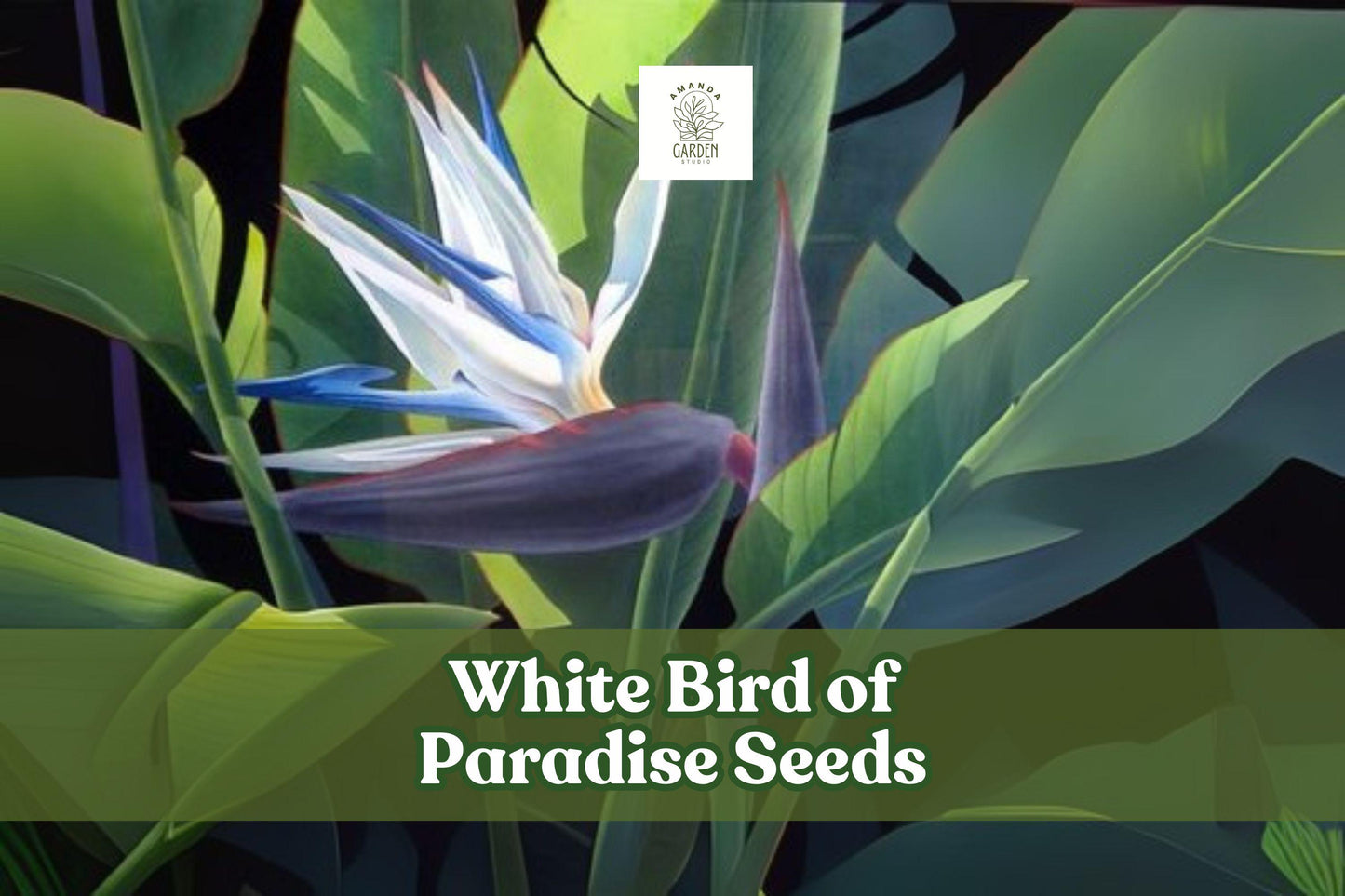 White Bird of Paradise Seeds – Strelitzia nicolai – Tropical Indoor Plant or Bonsai, 5 Seeds