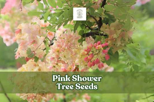 Pink Shower Tree Seeds - Tropical Ornamental Cassia grandis for Bees & Butterflies, Pink Flowers, Full Sun, Large Landscape