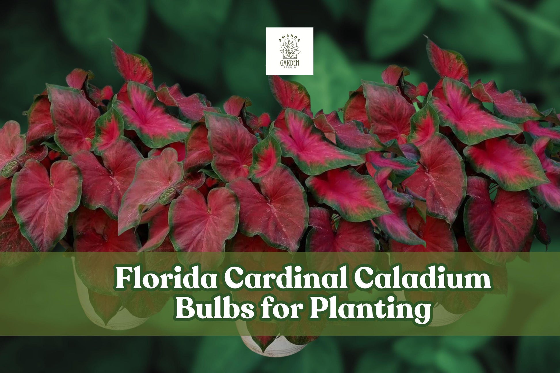 Florida Cardinal Caladium Bulbs – 6 Tubers, Red & Green Foliage, Shade Garden Tropical Ornamental Caladium bicolor