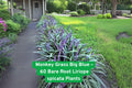 60 Big Blue Monkey Grass Plants | Clumping Liriope Spicata Ground Cover | Hardy Perennial Border Plant