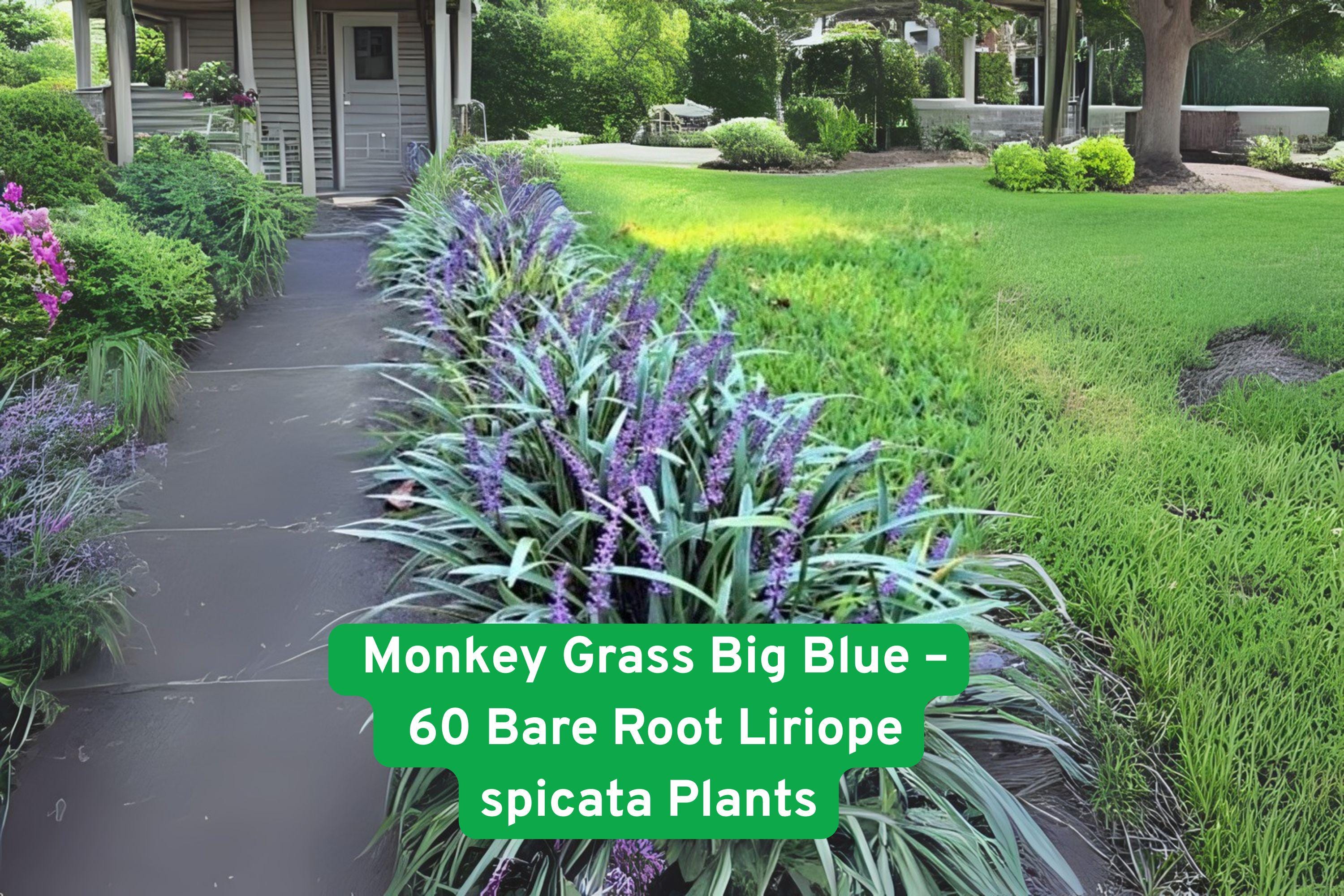 60 Big Blue Monkey Grass Plants | Clumping Liriope Spicata Ground Cover | Hardy Perennial Border Plant