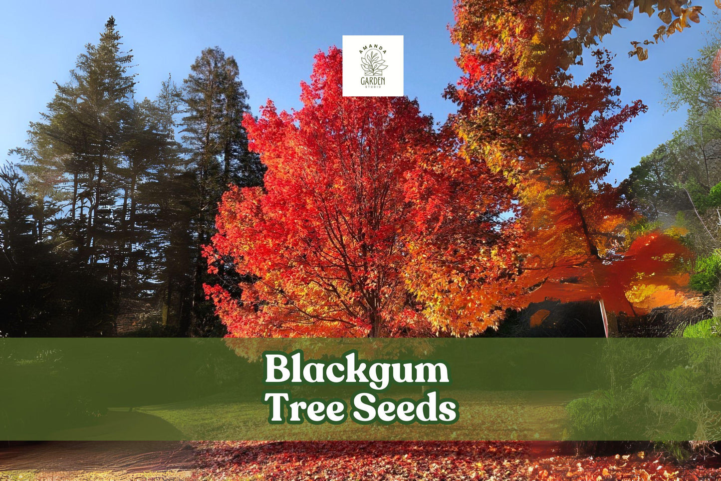 Blackgum Tree Seeds – Nyssa sylvatica, Fall Foliage, Ornamental, Native North American Deciduous Tree, Drought Tolerant