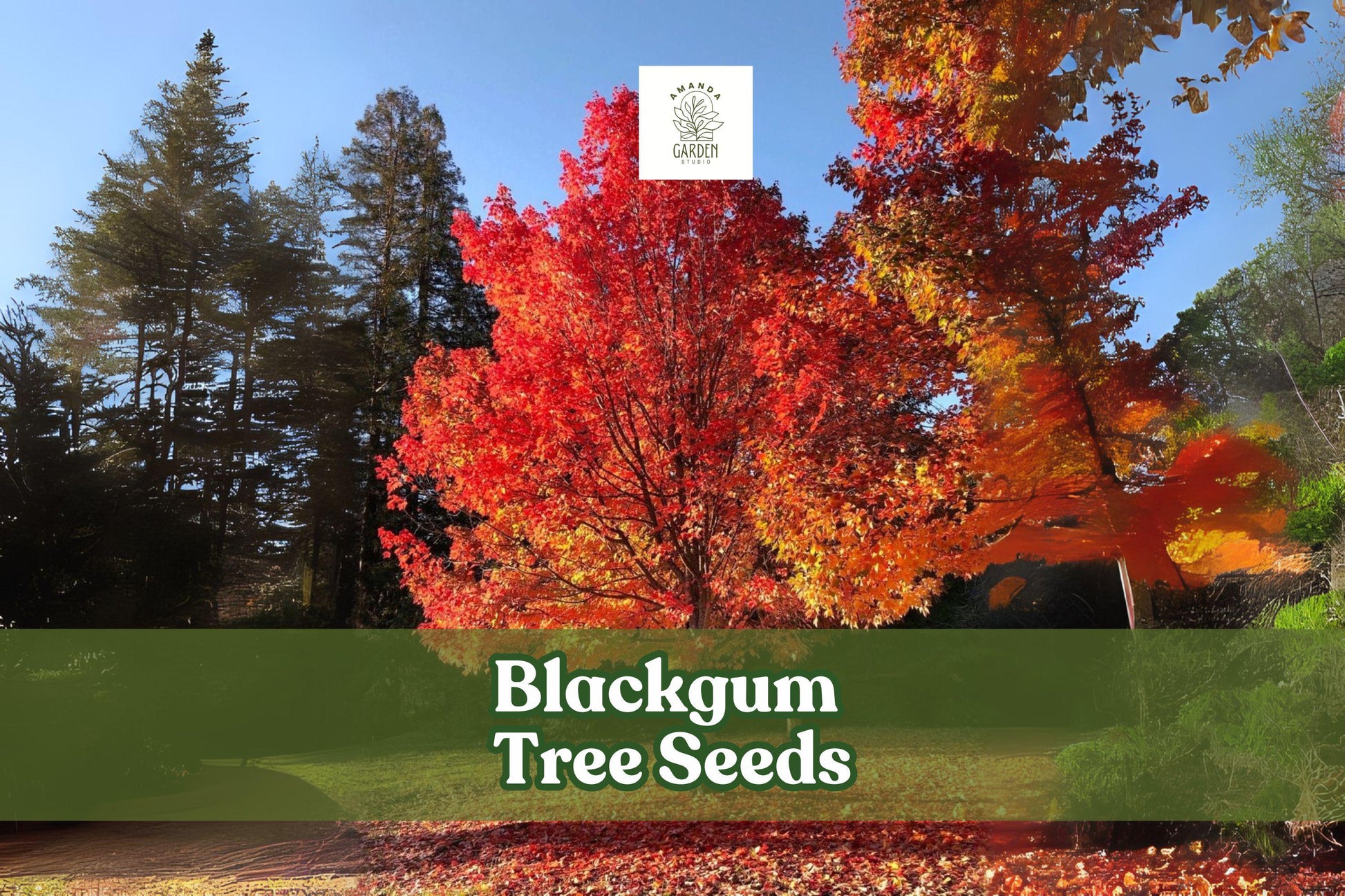 Blackgum Tree Seeds – Nyssa sylvatica, Fall Foliage, Ornamental, Native North American Deciduous Tree, Drought Tolerant