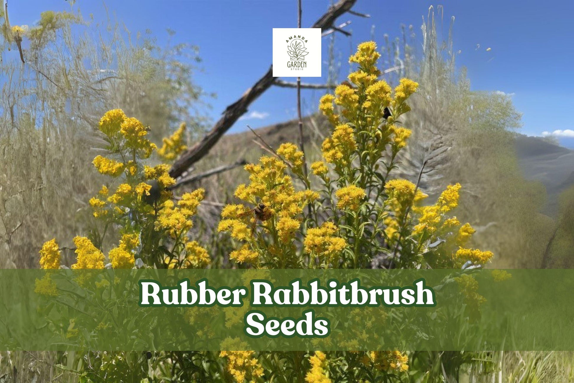 100 Rubber Rabbitbrush Seeds – Ericameria nauseosa Perennial Shrub for Xeriscape, Pollinator Garden, Wildlife Habitat