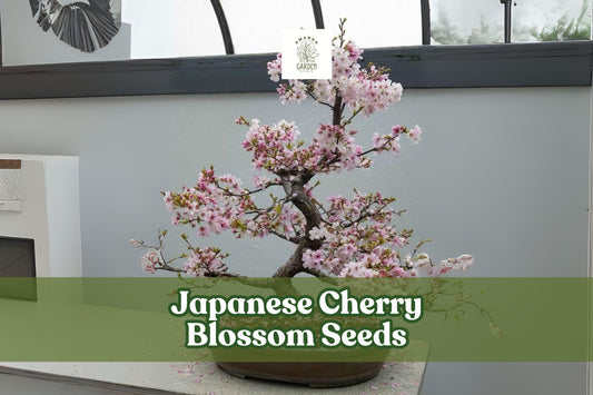 Japanese Cherry Blossom Seeds – Prunus serrulata – Flowering Bonsai & Ornamental Tree with Pink Spring Blooms