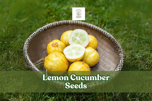 Lemon Cucumber Seeds – Heirloom Round Yellow Cucumbers for Garden, Salad, Pickling – Cucumis sativus var. melo