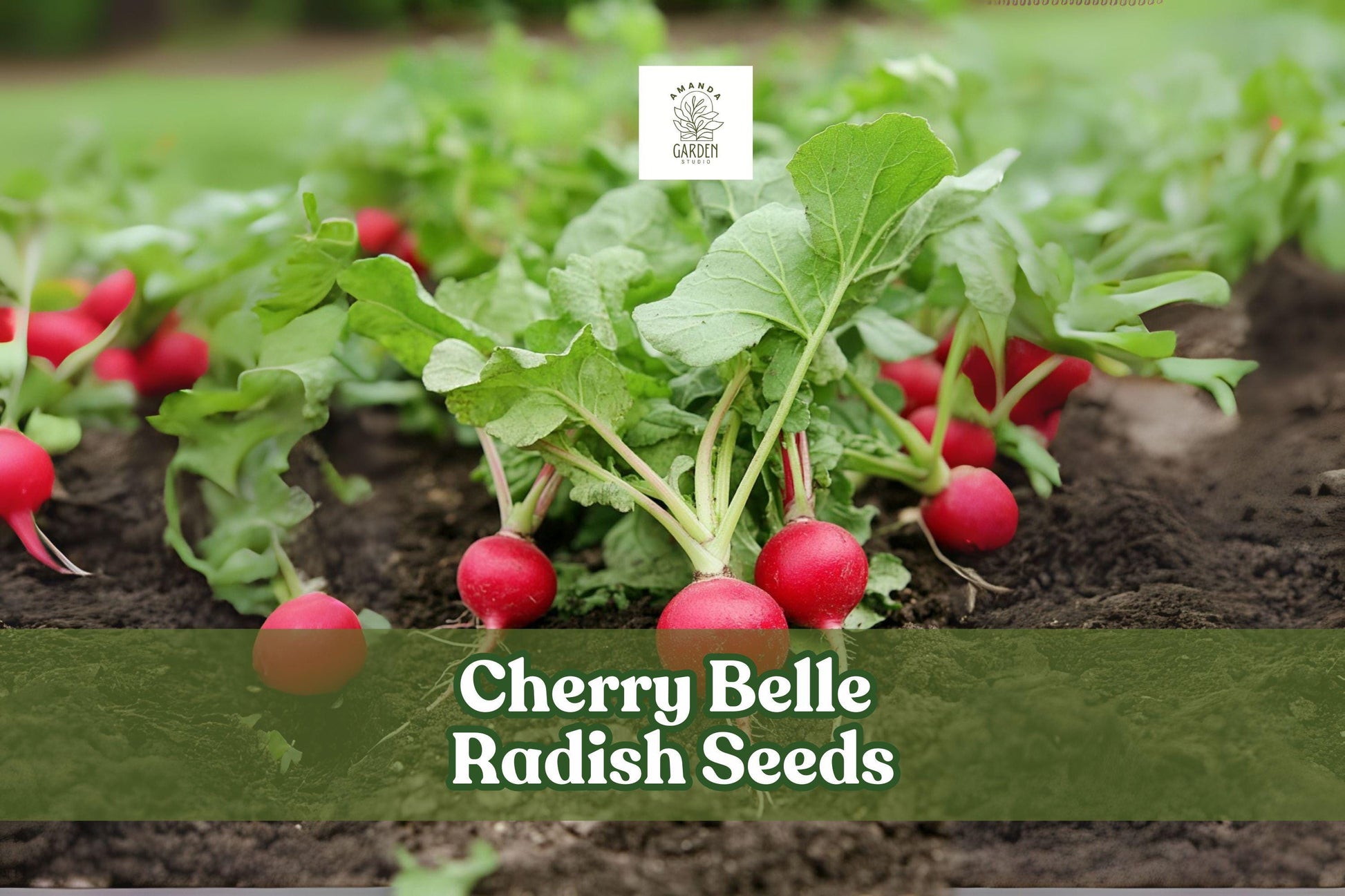 Cherry Belle Radish Seeds – Raphanus sativus – Fast Growing, Crisp, Bright Red Roots for Salads & Snacks