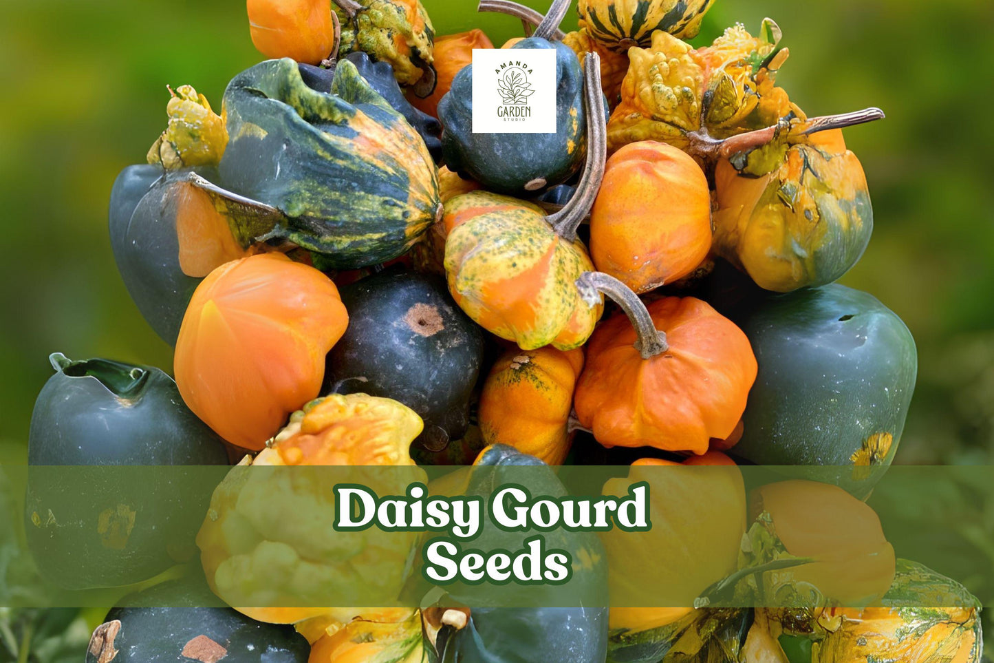 Daisy Gourd Seeds – Cucurbita pepo – Ornamental Fall Gourds for Decorations and Crafts, Vining Plant