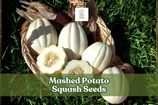 Mashed Potato Squash Seeds – White Gourmet Winter Cucurbita pepo – Vining Plant for Roasting, Baking & Mashing