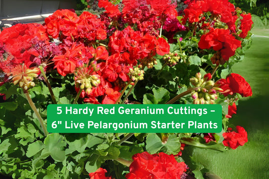 Hardy Red Geranium Cuttings – Fragrant Pelargonium Starter Plants – 5 Unrooted Clippings for Garden, Containers, Borders
