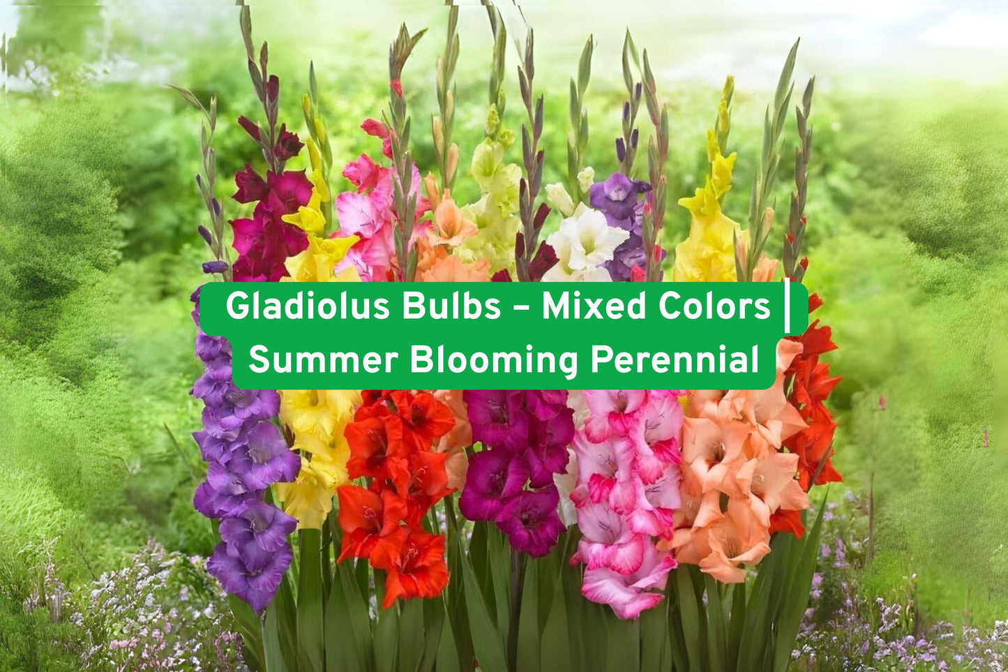 Mixed Gladiolus Bulbs for Summer Blooming Perennial Garden, Cut Flowers, Gladiolus hortulanus