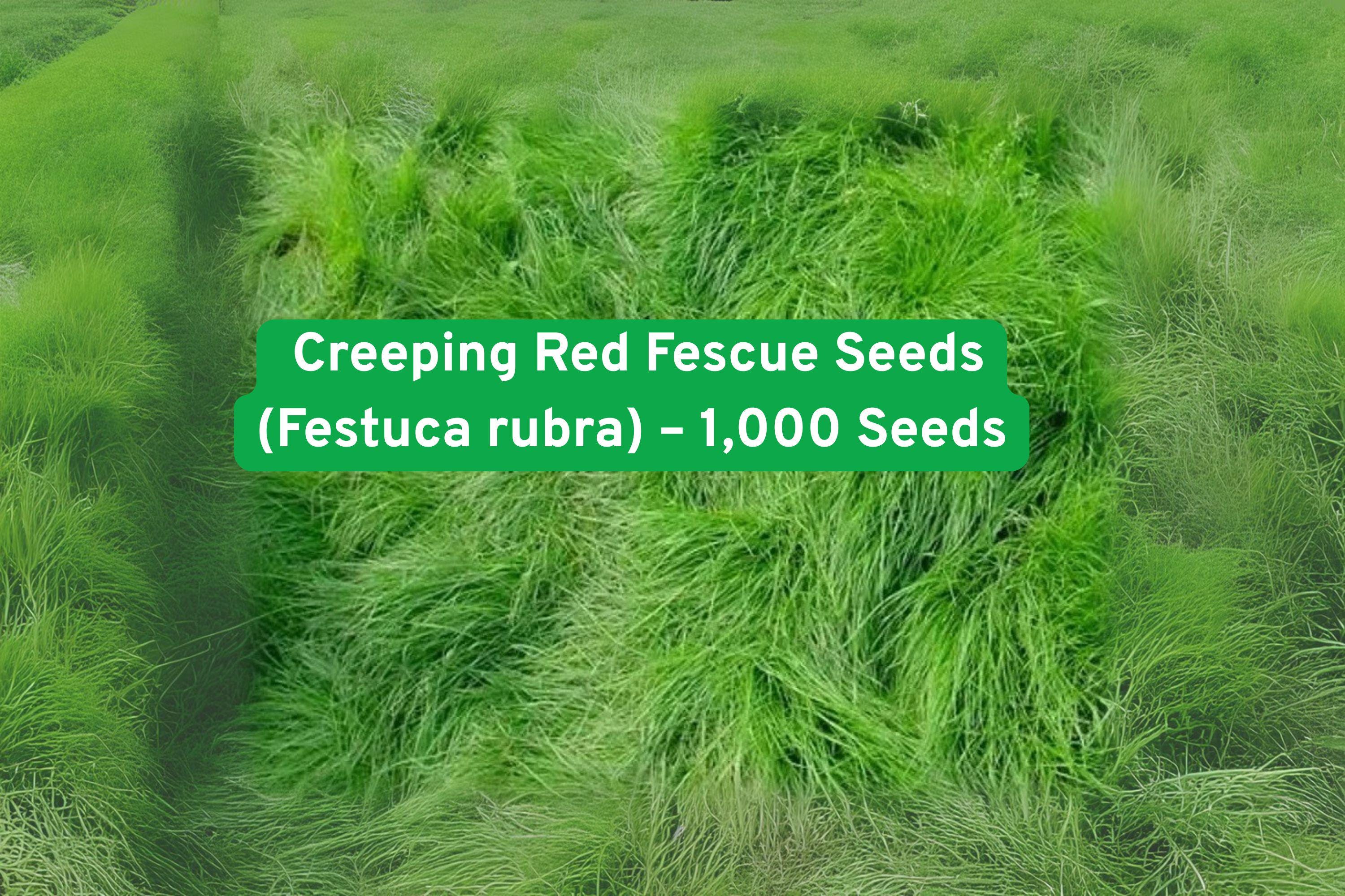 Creeping Red Fescue Seeds, Perennial Grass for Lawns & Ground Cover, Festuca rubra, 1,000 Seeds