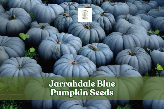 Jarrahdale Blue Pumpkin Seeds – Cucurbita maxima – Heirloom Winter Squash for Baking & Cooking