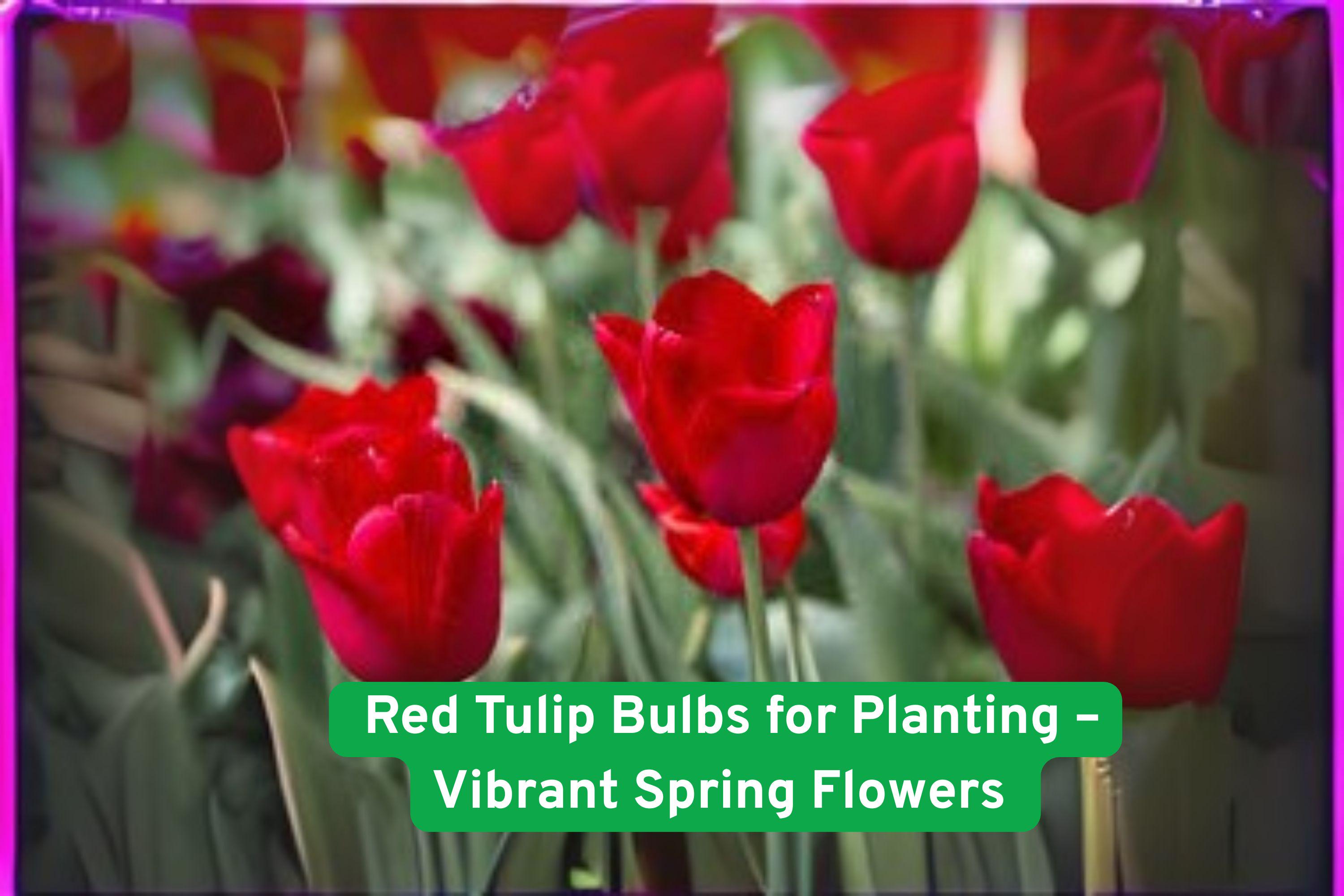 Red Tulip Bulbs – Perennial Spring Flowers for Garden Beds, Borders & Containers – Tulipa gesneriana