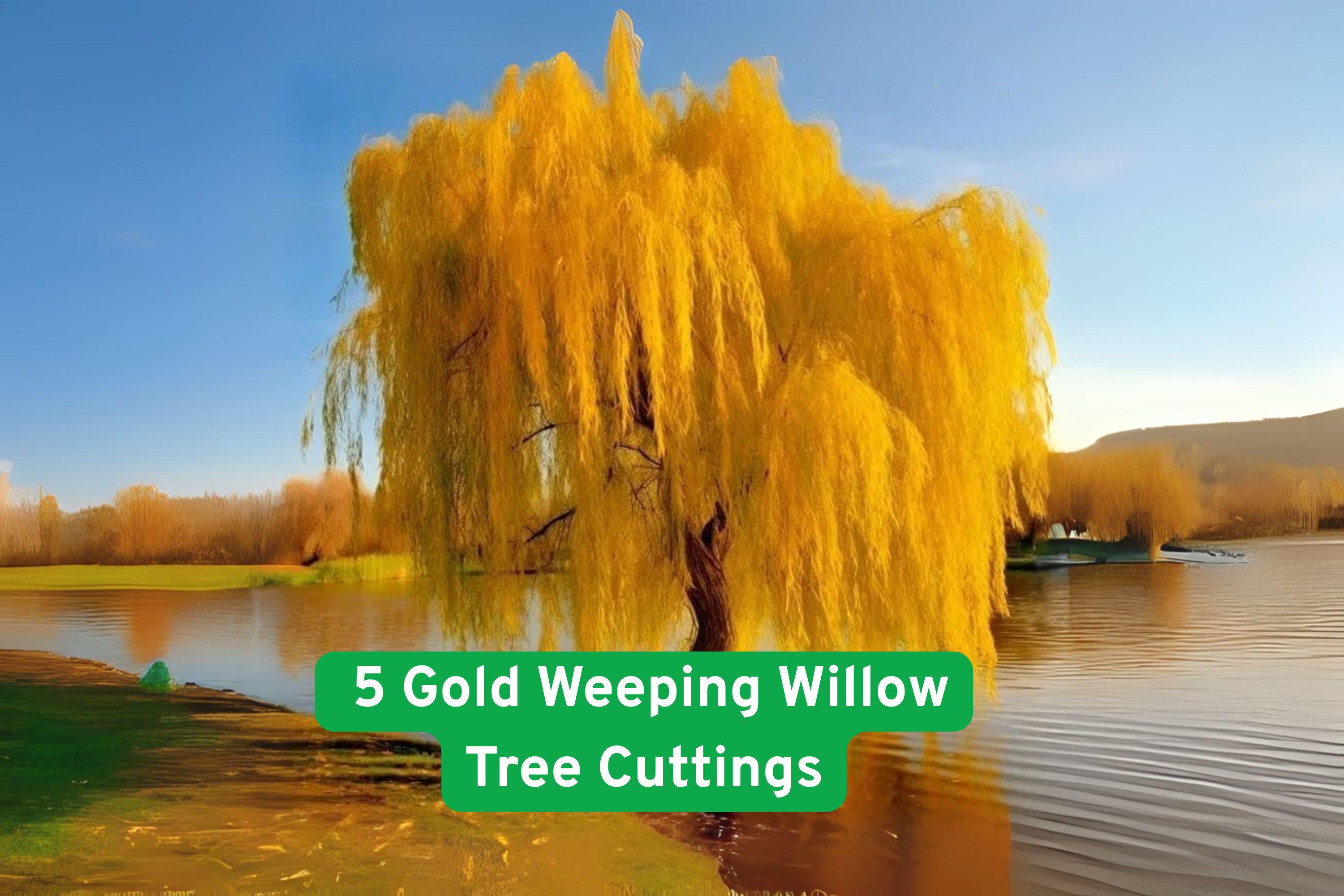 Gold Weeping Willow Tree Cuttings – Salix alba ‘Tristis’ for Bonsai, Garden, Landscaping, Fast Growing, Golden Foliage