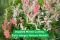 Dappled Willow Cutting, Variegated Salix integra 'Hakuro Nishiki', Live Plant for Bonsai, Landscaping & Containers