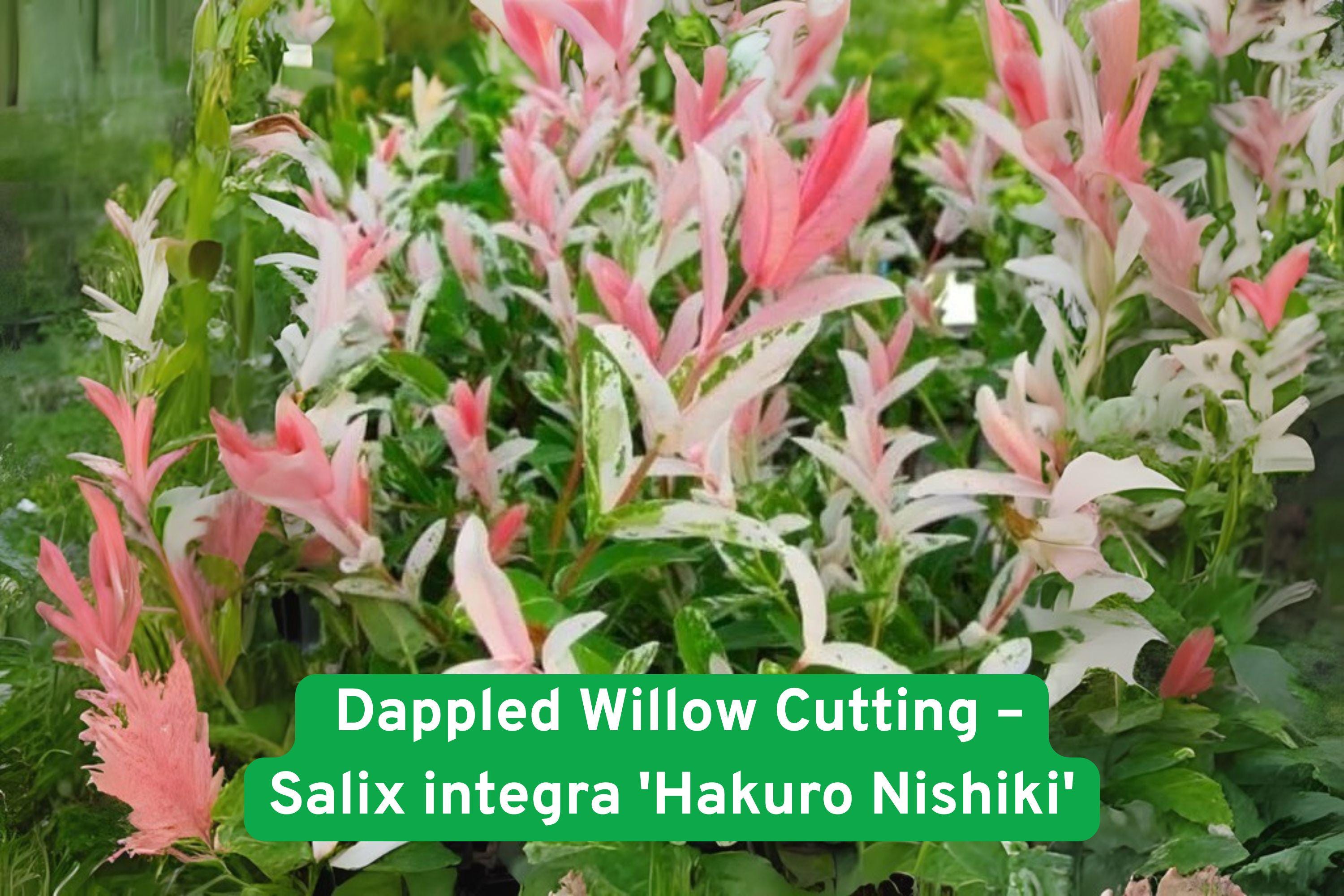 Dappled Willow Cutting, Variegated Salix integra 'Hakuro Nishiki', Live Plant for Bonsai, Landscaping & Containers