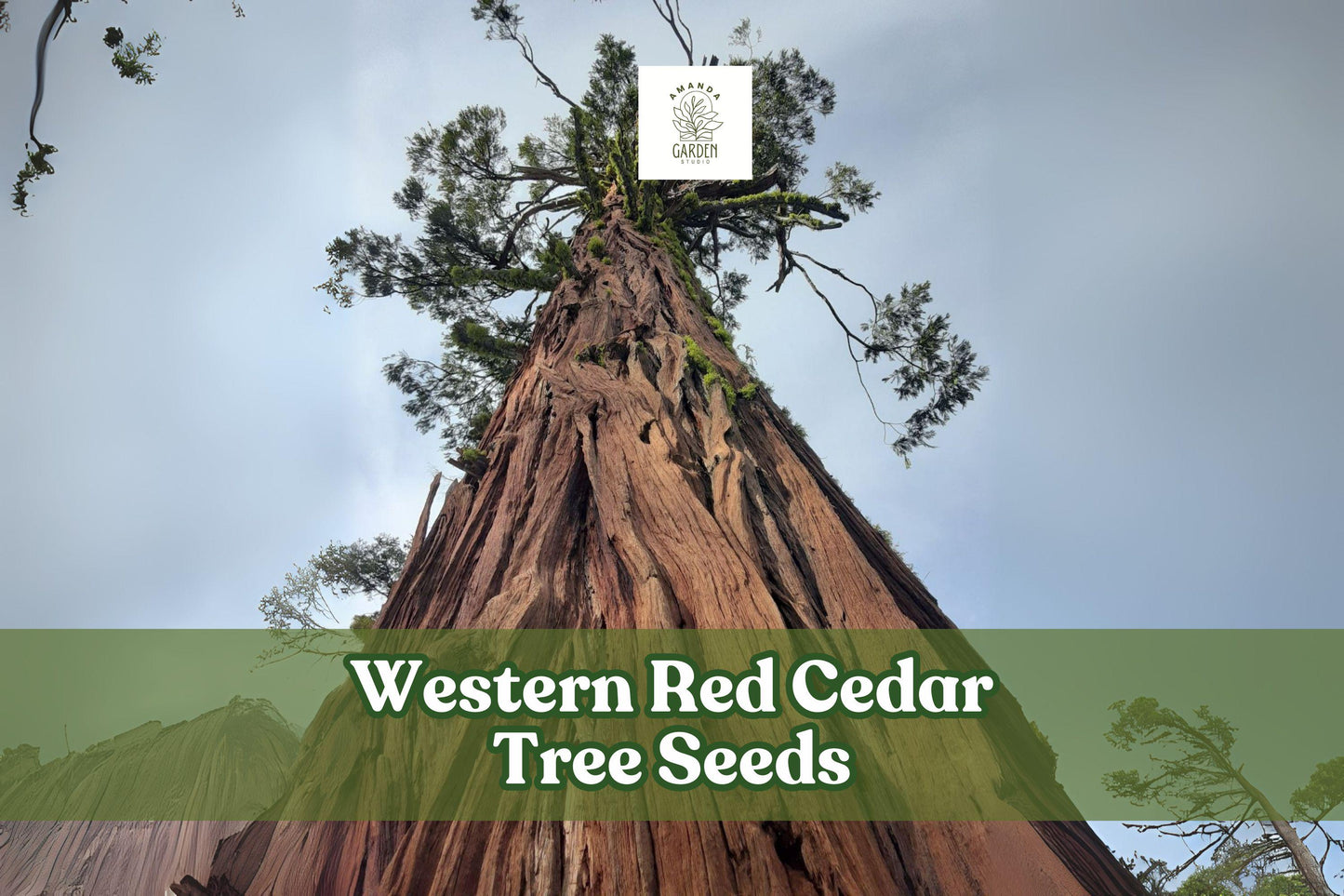 50 Western Red Cedar Tree Seeds – Thuja plicata Evergreen Conifer for Landscaping & Windbreaks