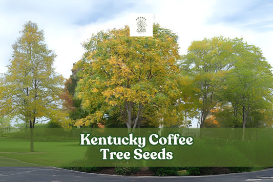 Kentucky Coffee Tree Seeds – Gymnocladus dioicus, Deciduous Ornamental Tree for Landscaping, Large Shade Tree, 10 Seeds