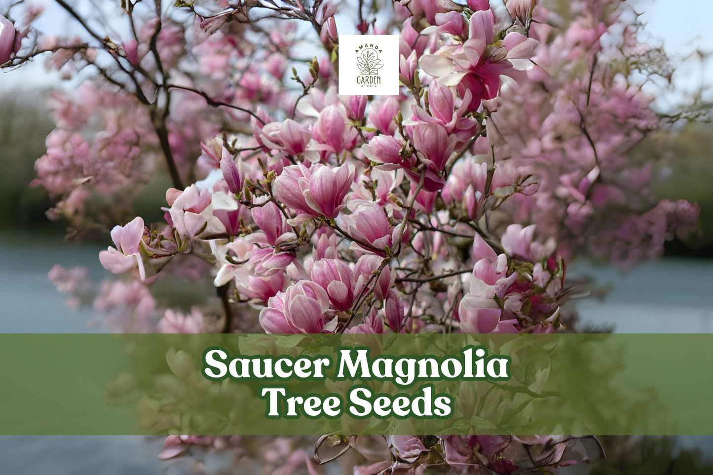 Saucer Magnolia Tree Seeds – Pink, Purple & White Blooms – Magnolia × soulangeana – Ornamental Flowering Tree for Garden & Landscape