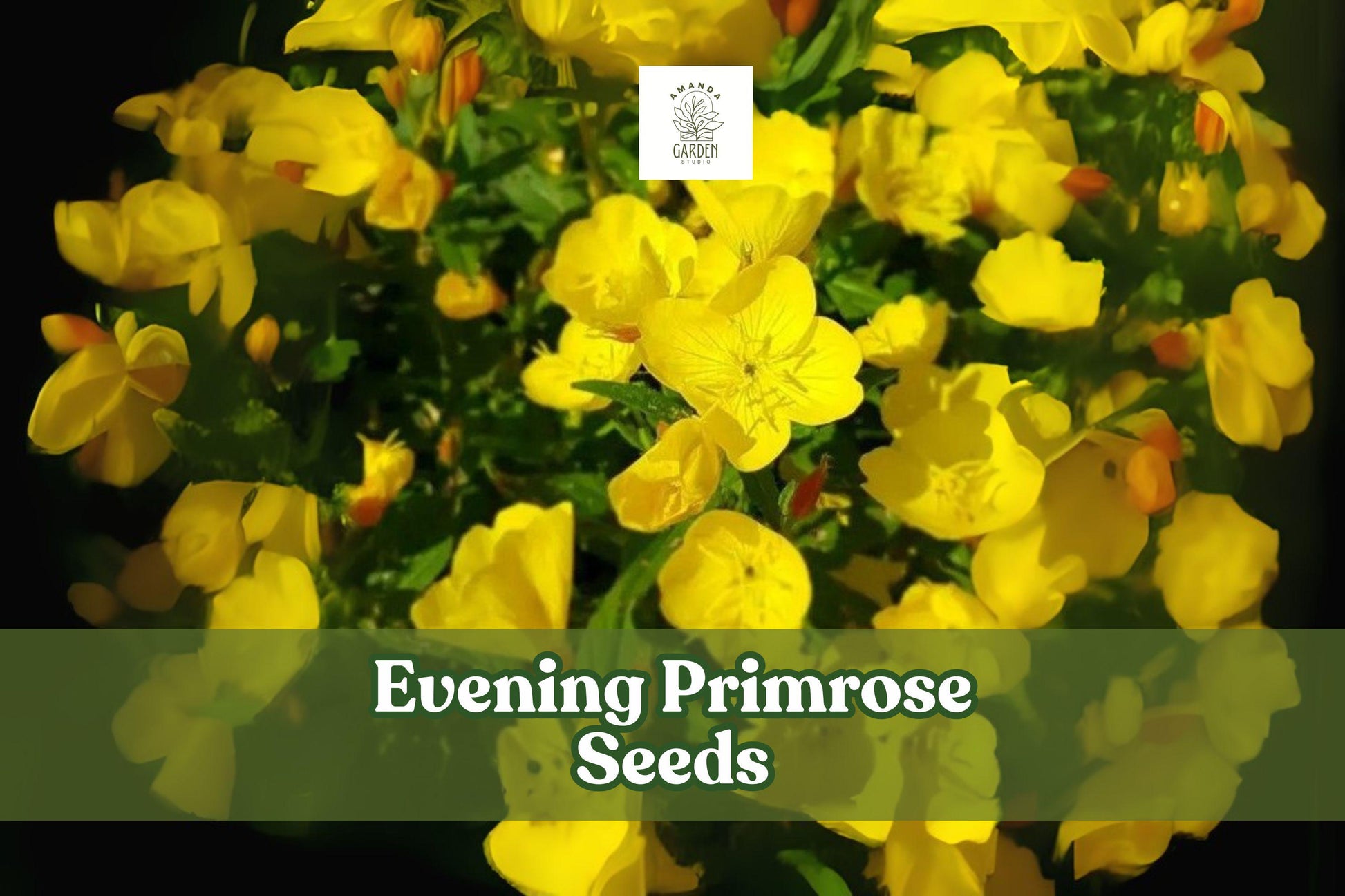 100 Evening Primrose Seeds – Oenothera biennis, Yellow Night-Blooming Wildflower for Gardens, Borders & Pollinator Habitats