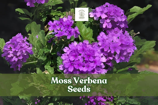 Moss Verbena Seeds - Drought Tolerant Purple Ground Cover - Verbena tenuisecta, Perennial, 100+ Seeds