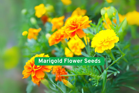Marigold Flower Seeds – 1,200+ Multi-Colored Annuals for Garden & Containers, Pollinator-Friendly, Easy to Grow Tagetes (Tagetes spp.)