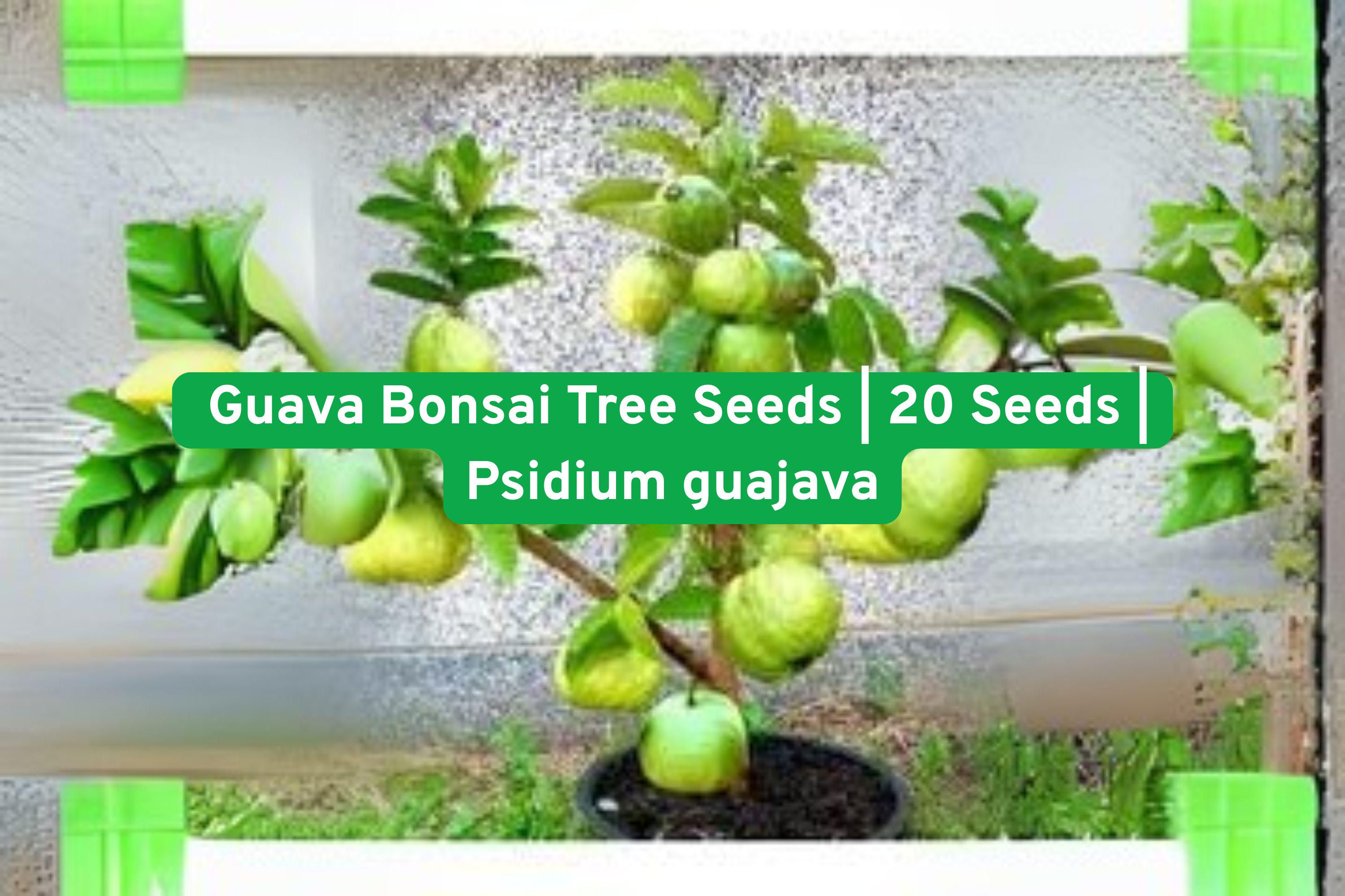 Guava Bonsai Seeds - Exotic Tropical Fruit Tree (Psidium guajava) for Indoor & Outdoor Growing