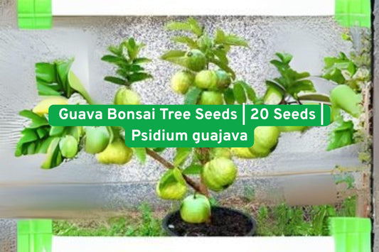 Guava Bonsai Seeds - Exotic Tropical Fruit Tree (Psidium guajava) for Indoor & Outdoor Growing