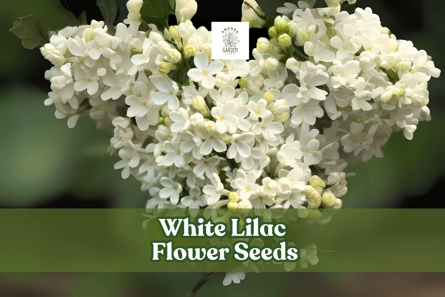 White Lilac Seeds - Fragrant Syringa vulgaris for Garden, Hedges & Borders, Pollinator Attractant, Easy to Grow