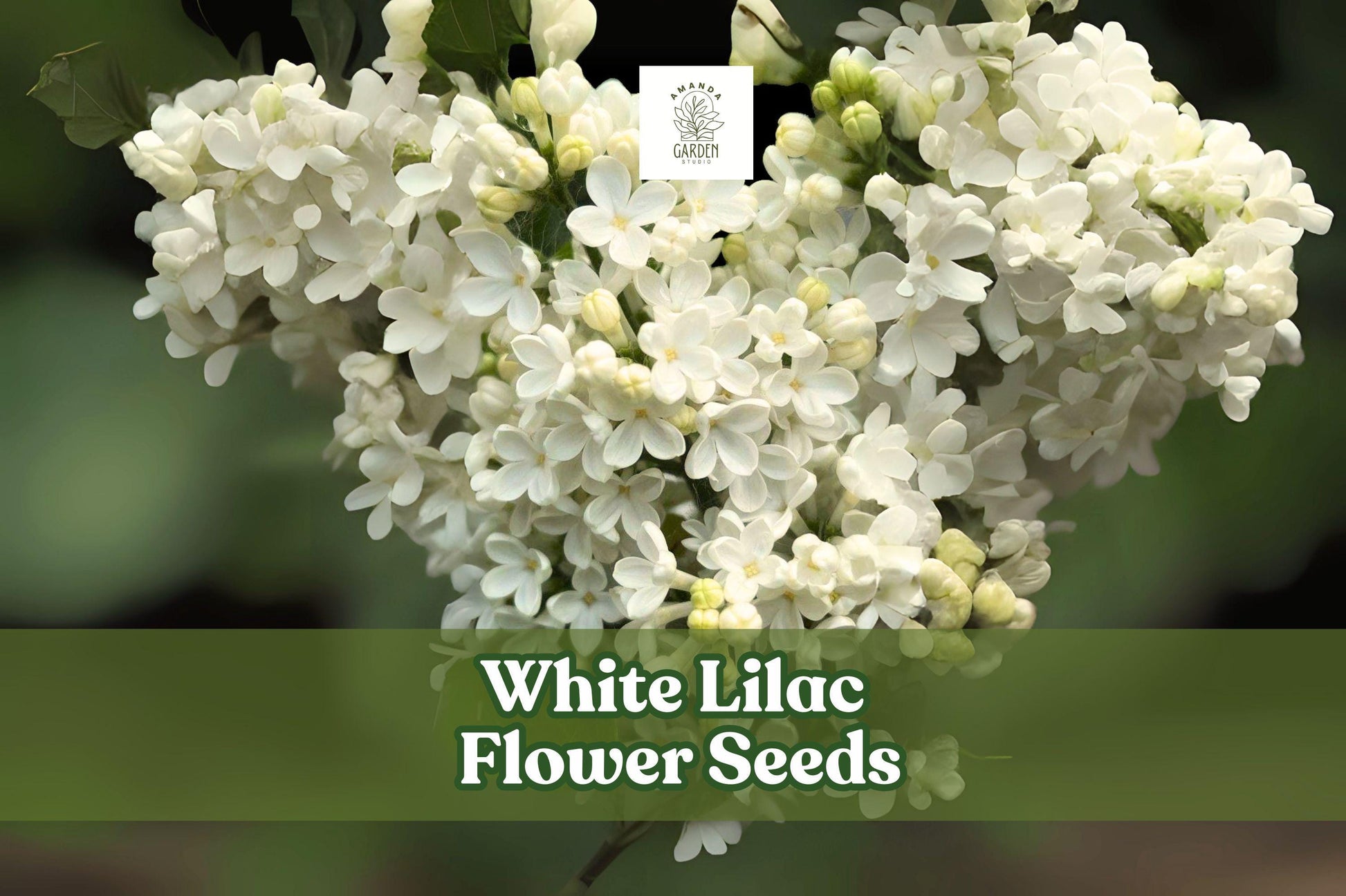 White Lilac Seeds - Fragrant Syringa vulgaris for Garden, Hedges & Borders, Pollinator Attractant, Easy to Grow