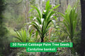 Forest Cabbage Palm Tree Seeds | Cordyline banksii | Tropical Garden Ornamental Plant | Easy to Grow