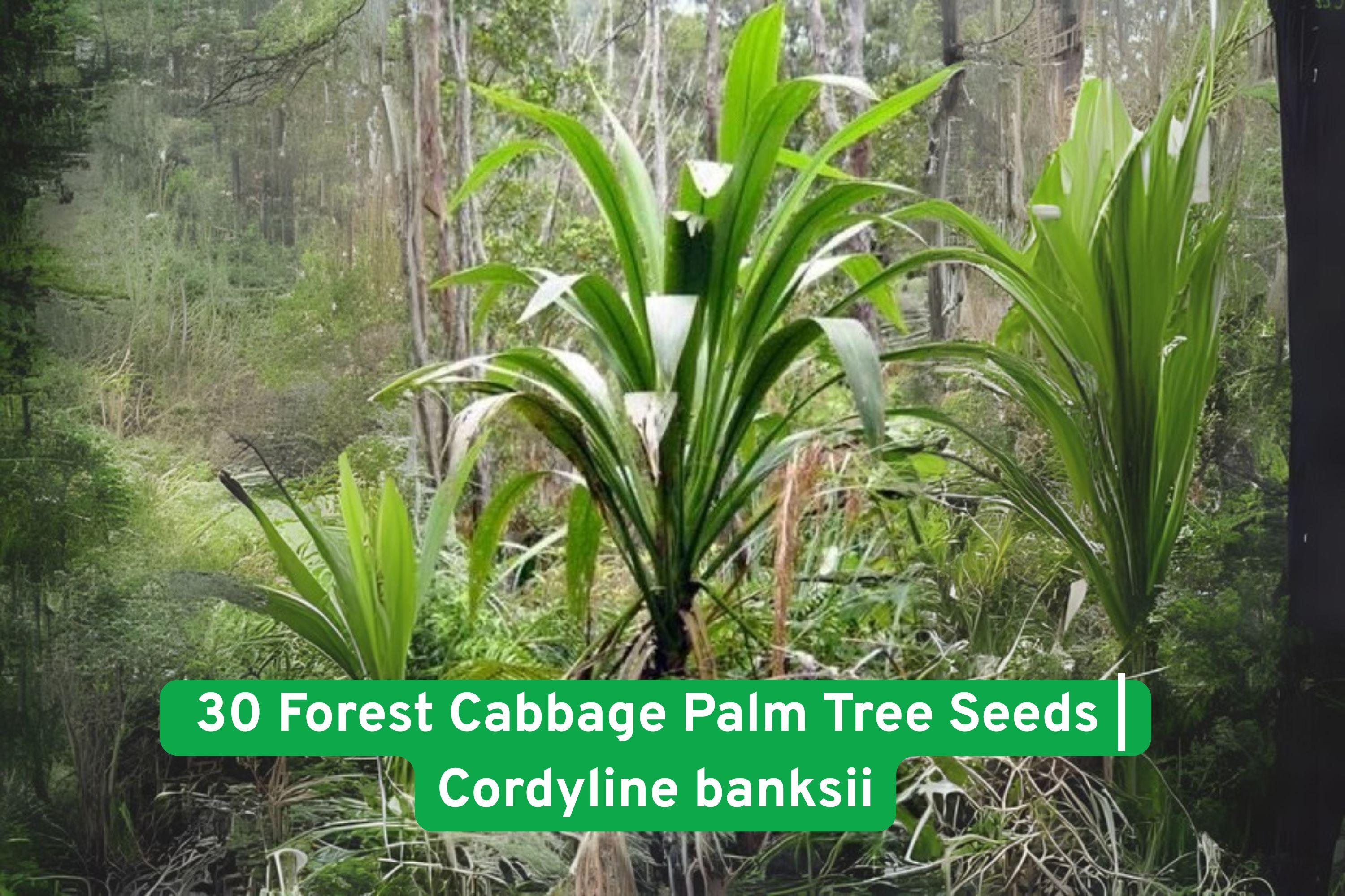 Forest Cabbage Palm Tree Seeds | Cordyline banksii | Tropical Garden Ornamental Plant | Easy to Grow