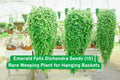 Emerald Falls Dichondra Seeds - Rare Weeping Trailing Foliage Plant for Baskets & Containers - Dichondra argentea