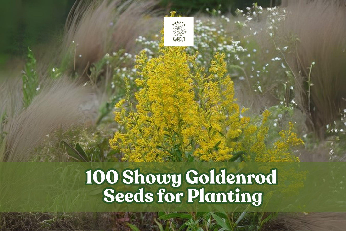 Showy Goldenrod Seeds – Native Perennial Wildflower for Pollinator Gardens, Solidago speciosa, Drought-Tolerant, Bright Yellow
