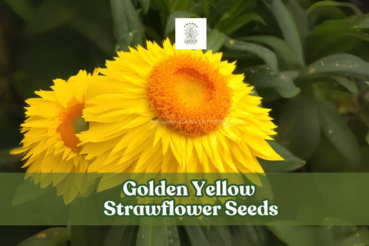 Golden Yellow Strawflower Seeds, Helichrysum bracteatum, Everlasting Daisy, Cut Flower, Bright Yellow, Annual, Full Sun