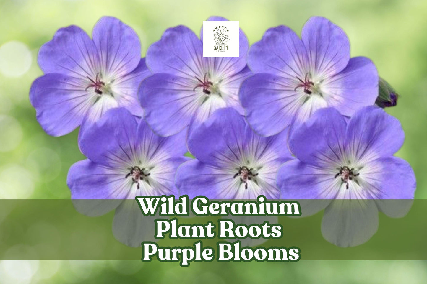 Wild Geranium Roots – Perennial Ground Cover with Purple Blooms, Geranium maculatum
