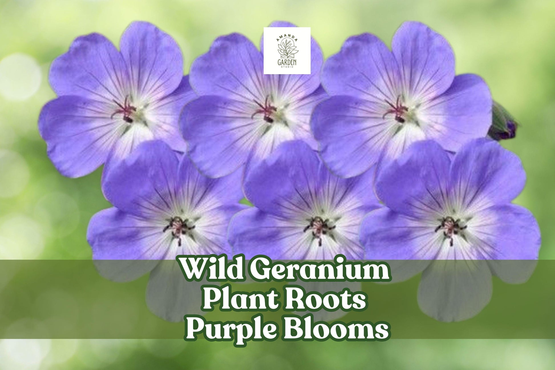 Wild Geranium Roots – Perennial Ground Cover with Purple Blooms, Geranium maculatum