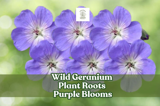 Wild Geranium Roots – Perennial Ground Cover with Purple Blooms, Geranium maculatum