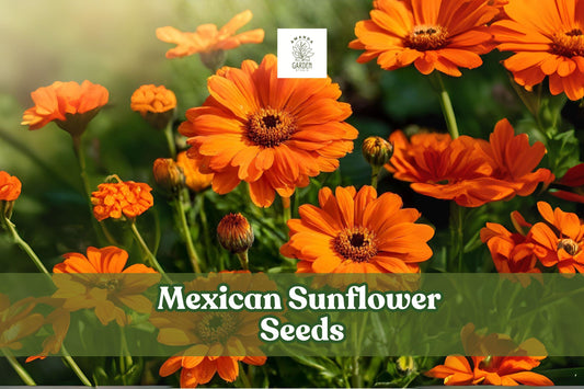 Mexican Sunflower Seeds – Tithonia rotundifolia – Bright Orange Annual Flower for Pollinator Gardens