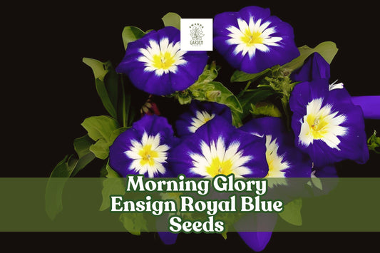 Morning Glory Seeds Ensign Royal Blue Dwarf Vine Convolvulus tricolor Bright Blue Flowers