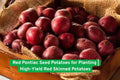 Red Pontiac Seed Potatoes - High-Yield, Disease-Resistant Tuber for Boiling, Baking, Roasting | Premium Root Vegetable Seed