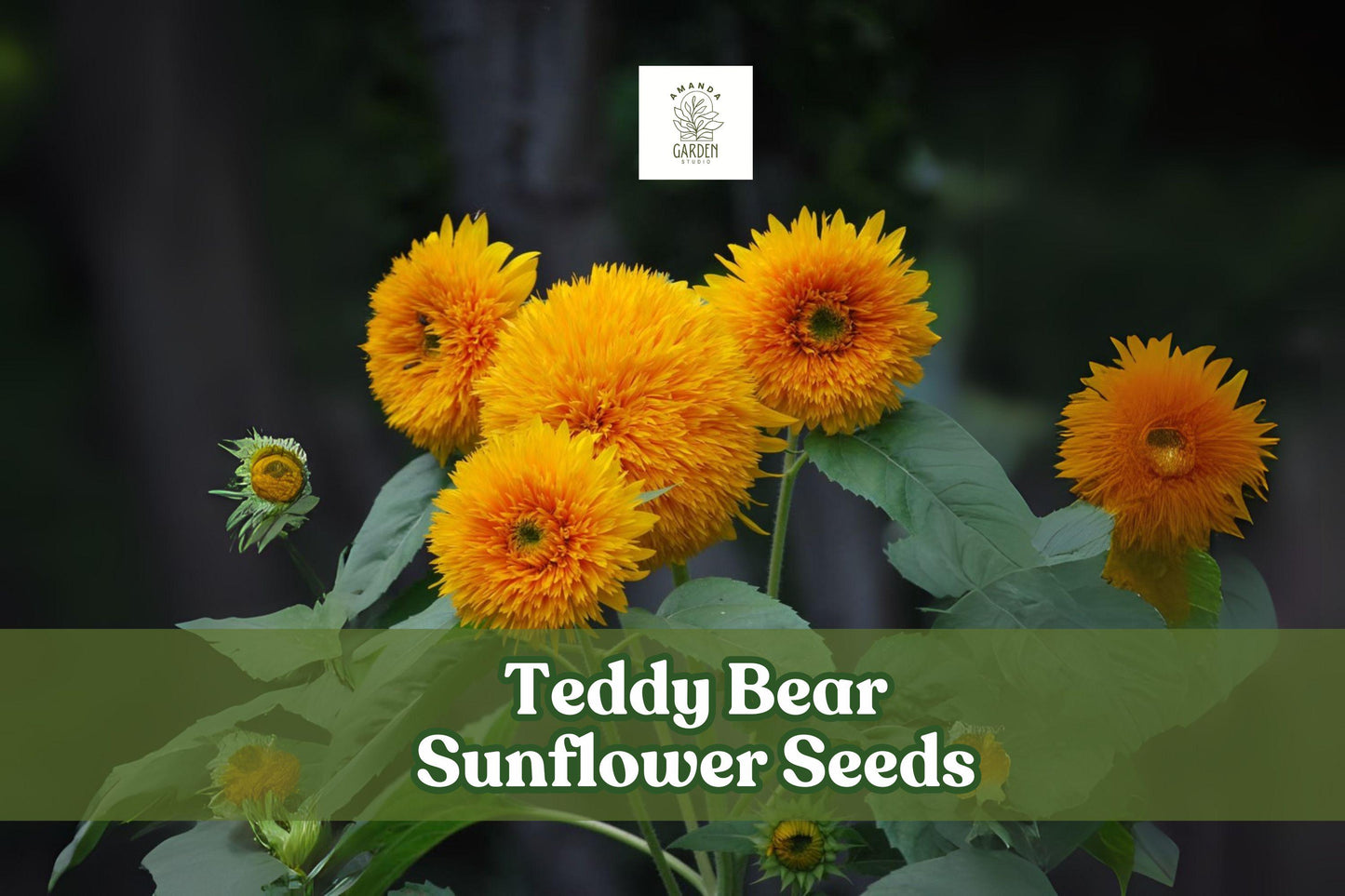 Teddy Bear Sunflower Seeds – Dwarf Helianthus annuus ‘Teddy Bear’ – Compact Golden Blooms for Small Gardens and Pots