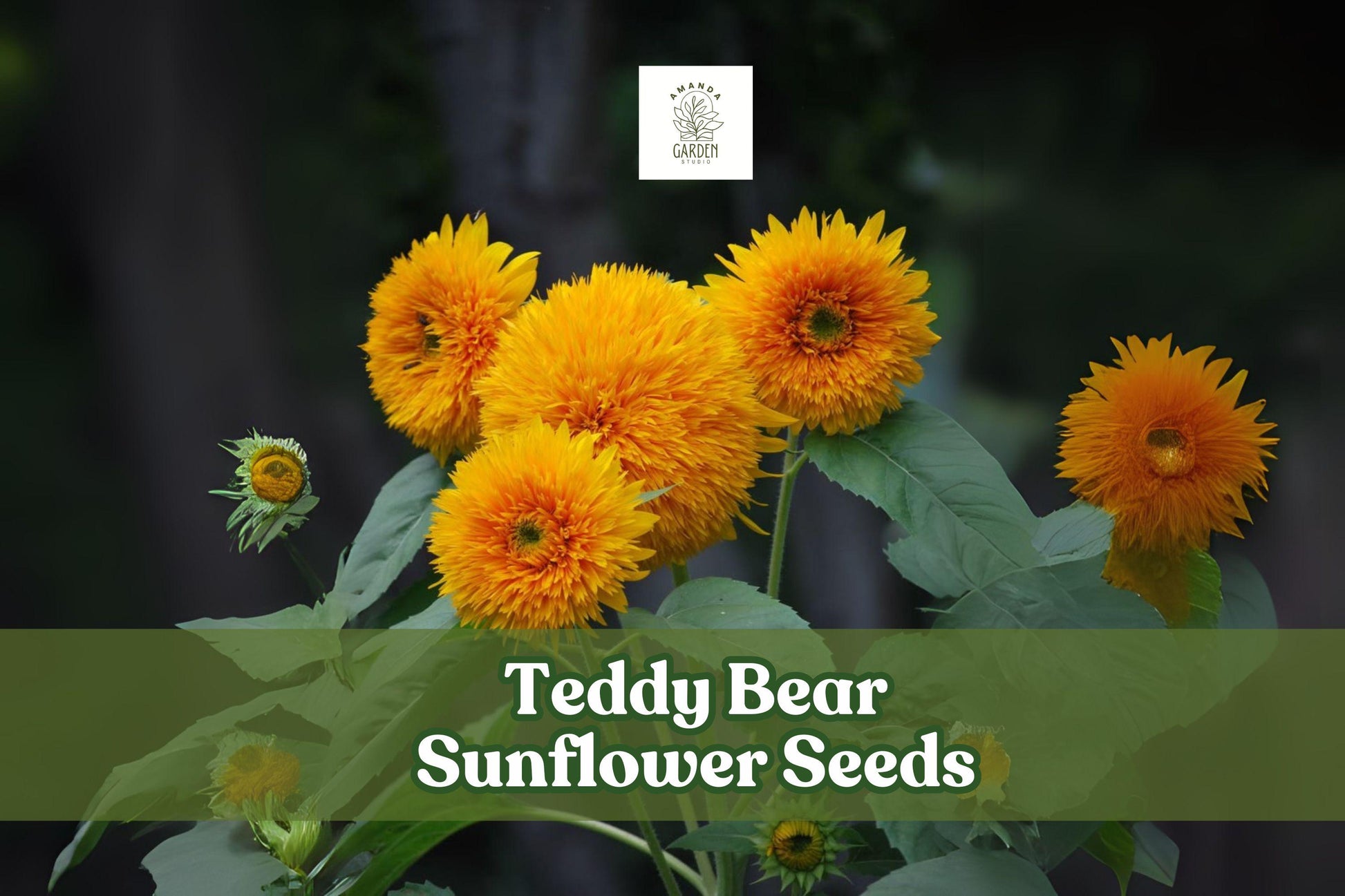 Teddy Bear Sunflower Seeds – Dwarf Helianthus annuus ‘Teddy Bear’ – Compact Golden Blooms for Small Gardens and Pots