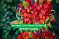 Barberry Tree Seeds | Berberis vulgaris Edible Red Berries | Hardy Shrub for Hedges & Landscaping (10 Seeds)