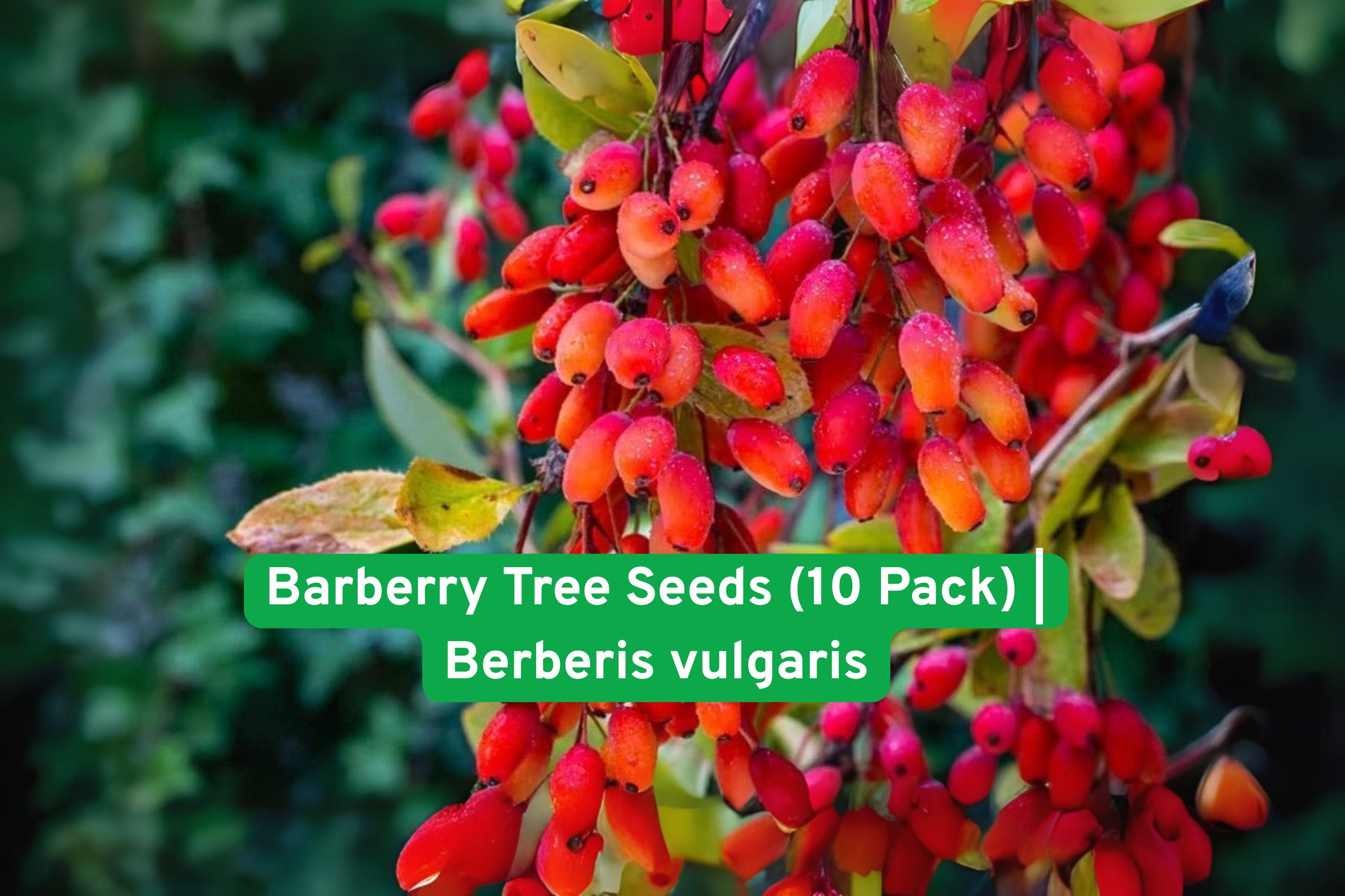 Barberry Tree Seeds | Berberis vulgaris Edible Red Berries | Hardy Shrub for Hedges & Landscaping (10 Seeds)