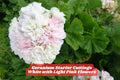 White & Light Pink Geranium Cuttings – Pelargonium, Unrooted 6” Starter Plants for Garden, Container, Border