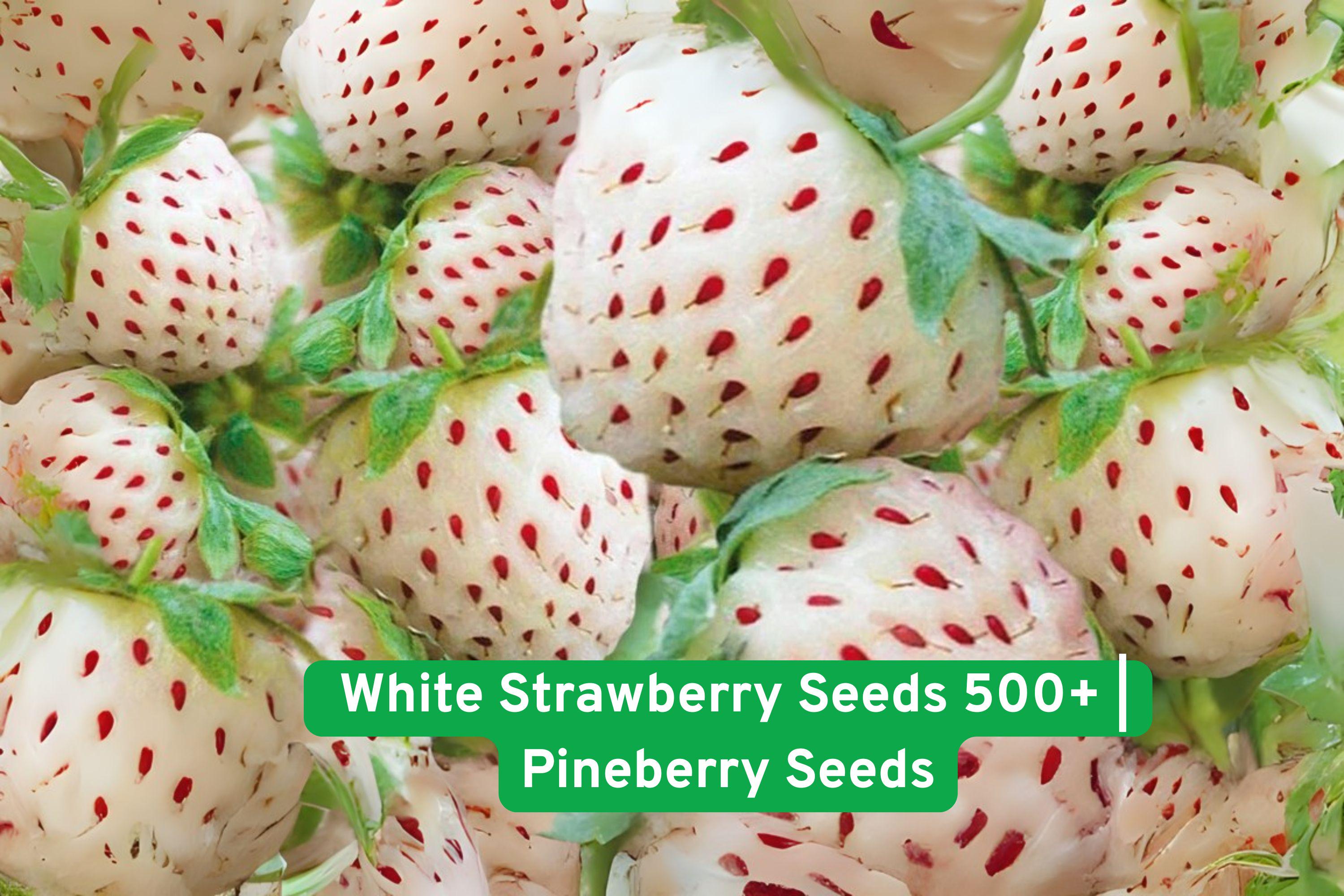 Pineberry Seeds, White Strawberry, Pineapple Flavor, Rare Exotic Fruit, 300+ Fresh Seeds for Growing in Garden or Pots