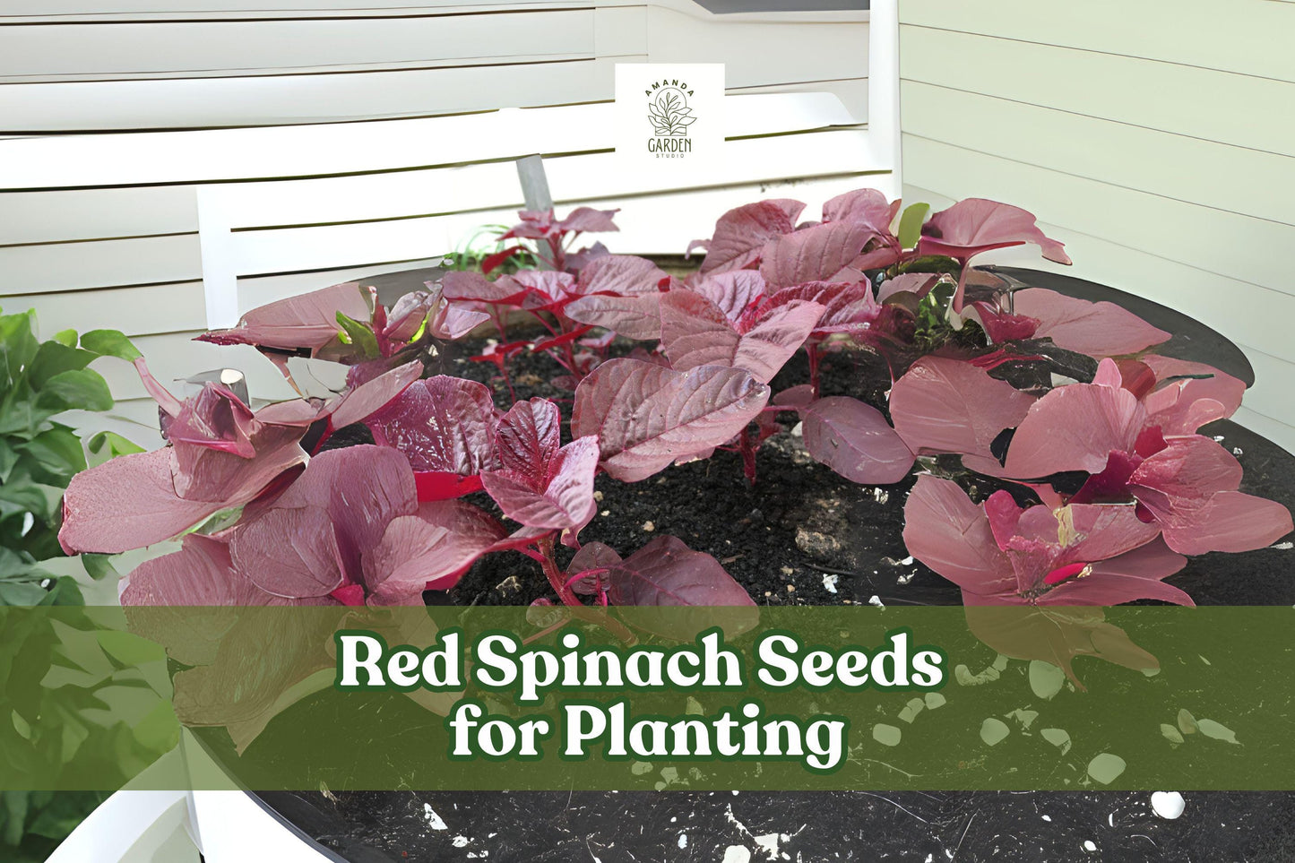 Red Spinach Seeds – Chinese Amaranth Vegetable – Nutritious, Easy to Grow, Vibrant Red-Green Foliage – Amaranthus spp.