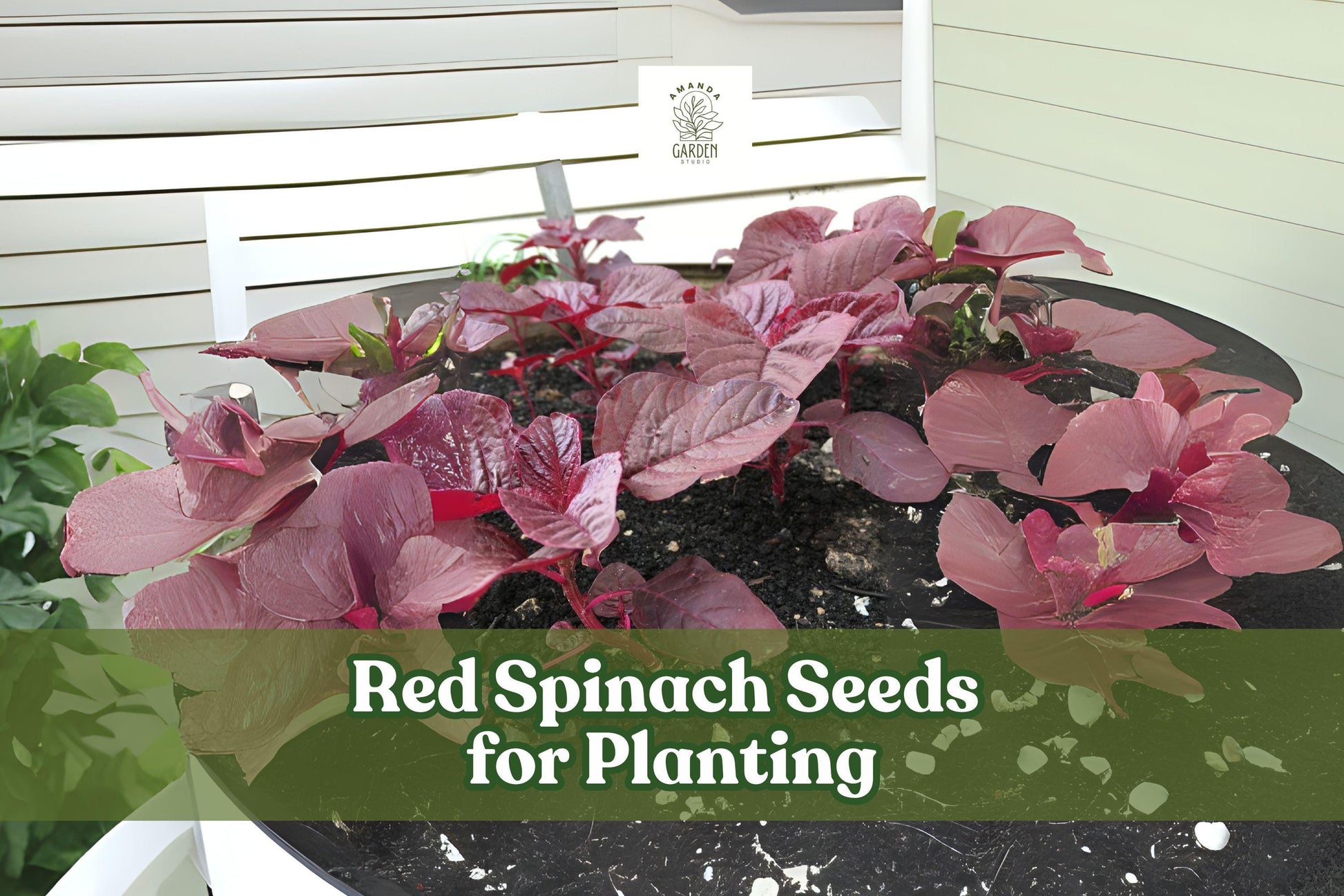 Red Spinach Seeds – Chinese Amaranth Vegetable – Nutritious, Easy to Grow, Vibrant Red-Green Foliage – Amaranthus spp.